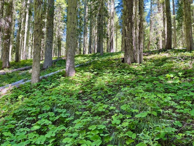 Maxwell Butte